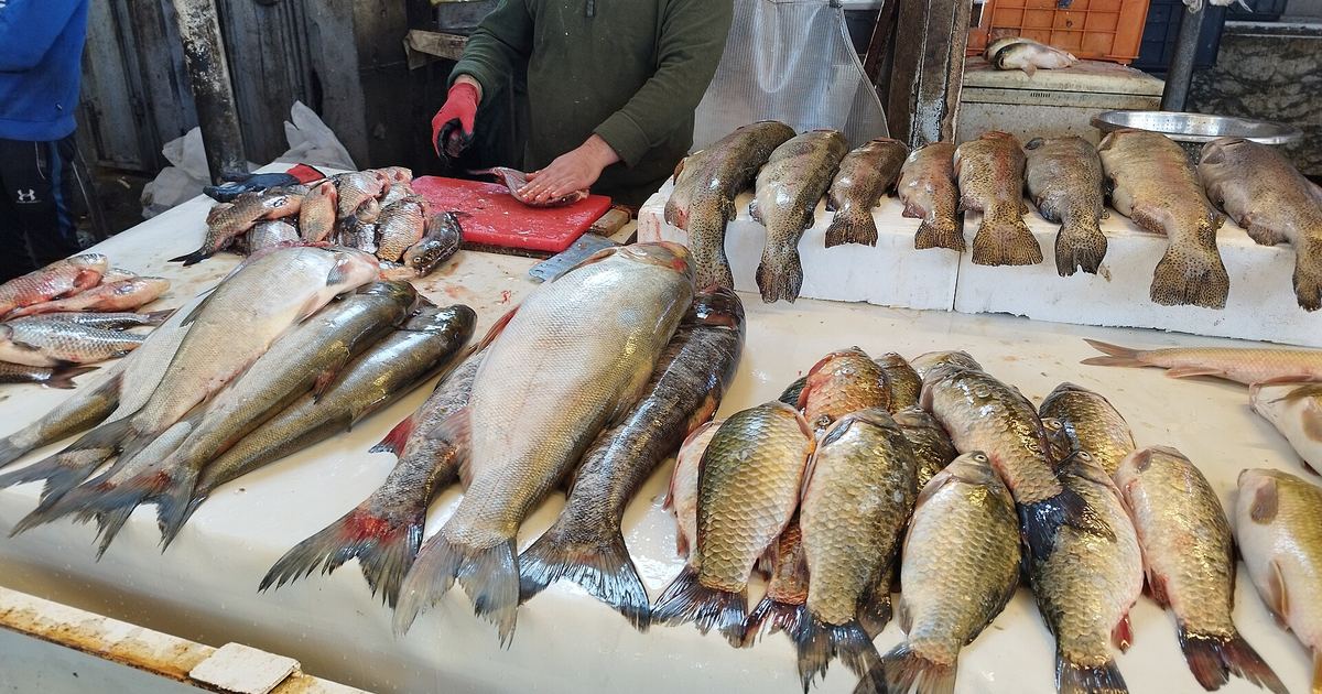 Balık ve Deniz Ürünleri
