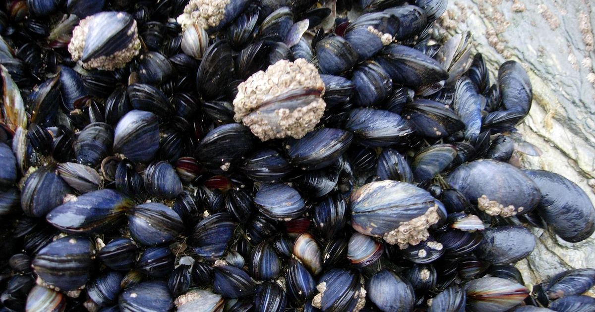 Midye ve Kalamar Nasıl Temizlenir: Ev Aşçıları İçin Önce Atma Rehberi